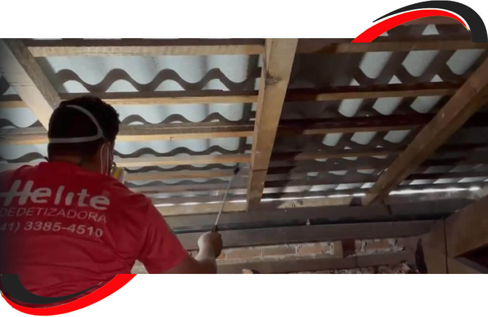 Dedetização e Desinsetização